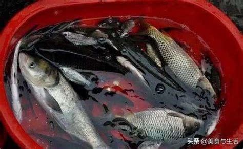 死掉的魚怎麼處理|【魚死掉怎麼處理】魚兒歸西怎麼辦？魚死後處理全攻略